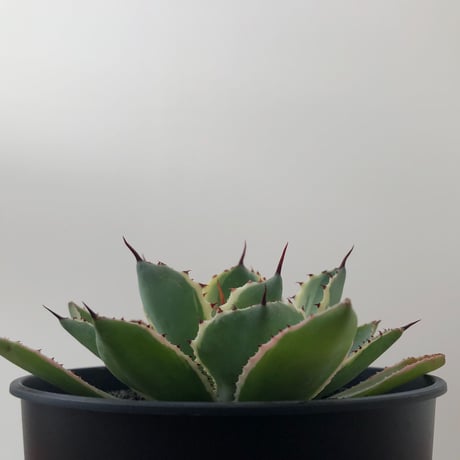 Agave Potatorum Kishokan
