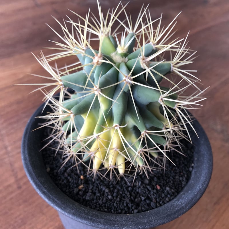 Ferocactus glaucescens | EL Damian