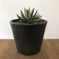 Agave filifera ssp. schidigera White Strip