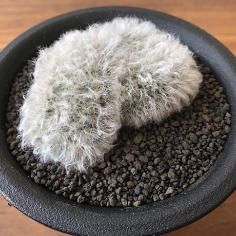 Mammillaria bocasana v. sericata
