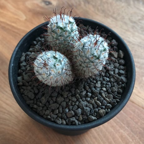 Mammillaria Perezdelarosae
