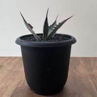 Agave Kutsugen no Maiougi