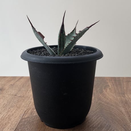 Agave Kutsugen no Maiougi