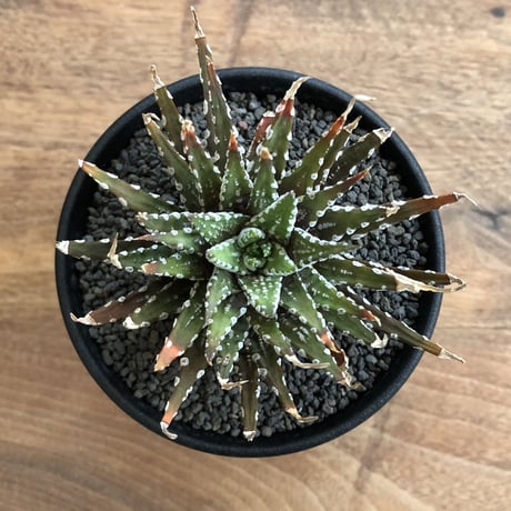 Haworthia Choveriba