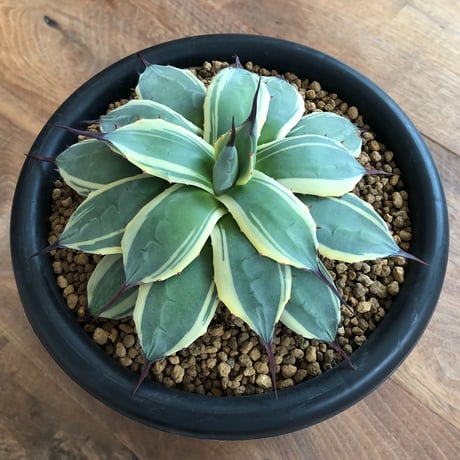 Agave Cream Spike