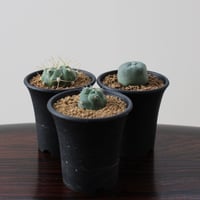 Cactus  3set