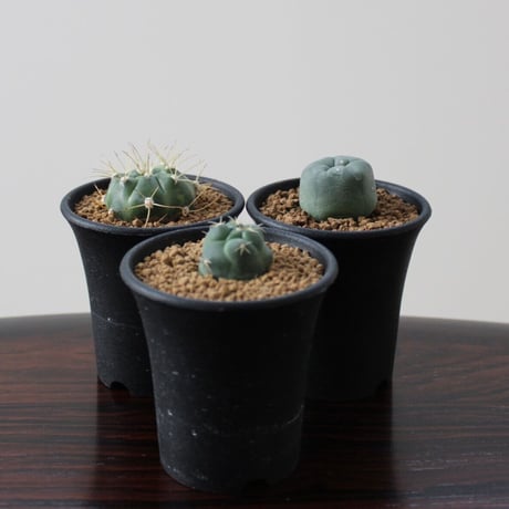 Cactus  3set