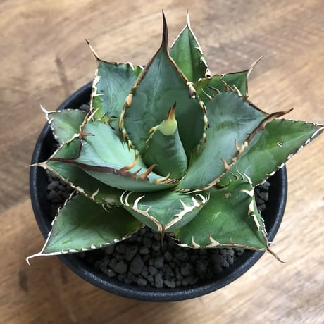 Agave Titnota