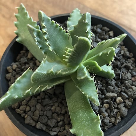 Faucaria Dotou