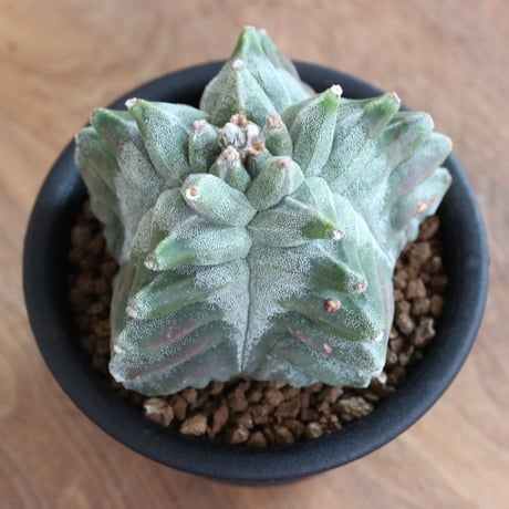 Astrophytum Myriostigma
