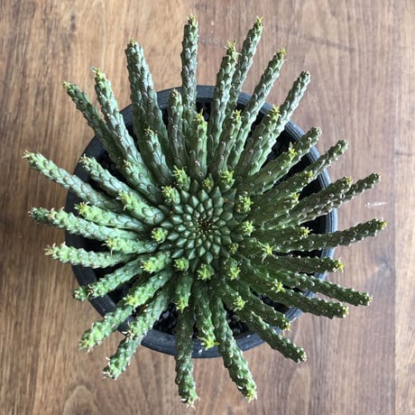 Euphorbia flanaganii