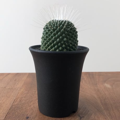Mammillaria spinosissima PICO