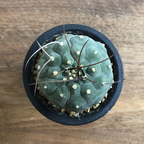 Matucana madisoniorum