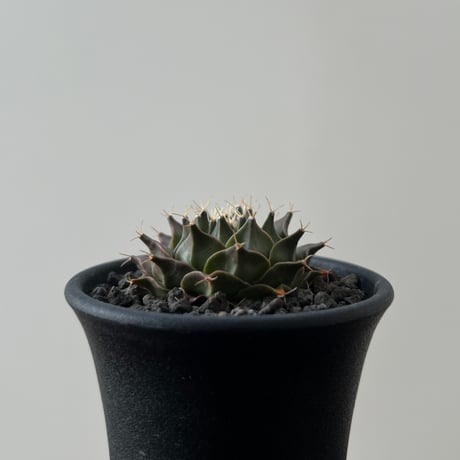 Obregonia Denegrii