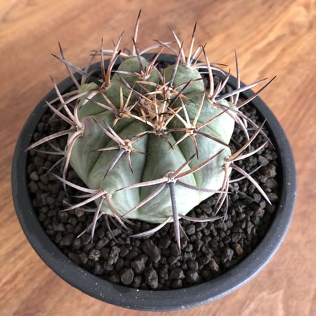 Echinocactus Horizonthalonius