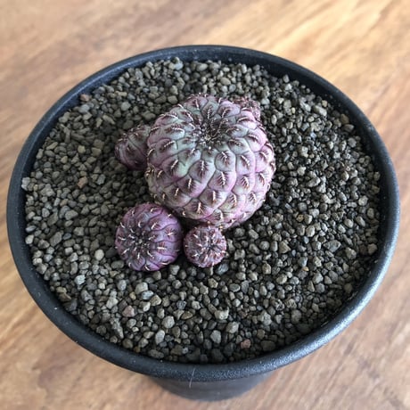 Sulcorebutia Rauschii