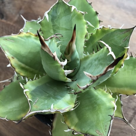 Agave Titanota