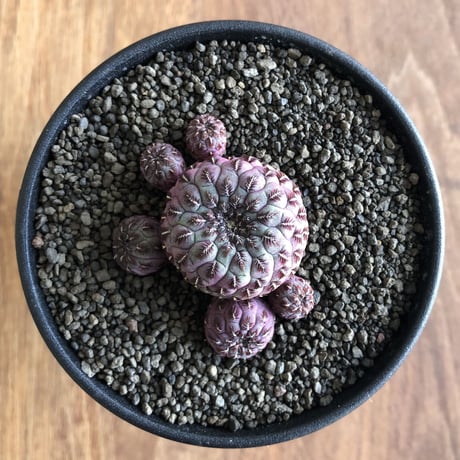 Sulcorebutia Rauschii