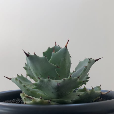 Agave Isthmensis