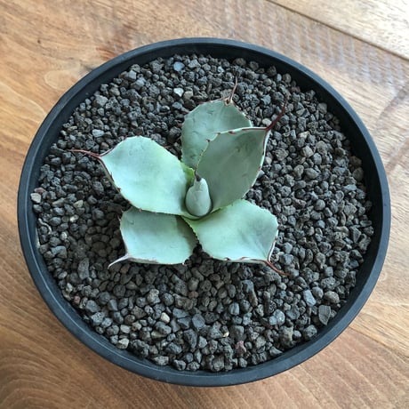 Agave Parryi Truncata