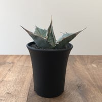 Agave Titanota White Ice
