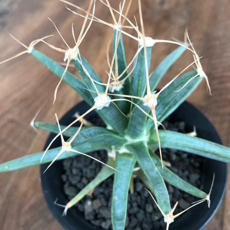 Leuchtenbergia Principis