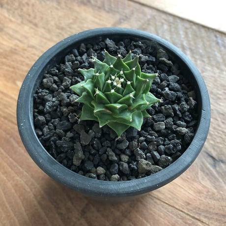 Obregonia denegrii