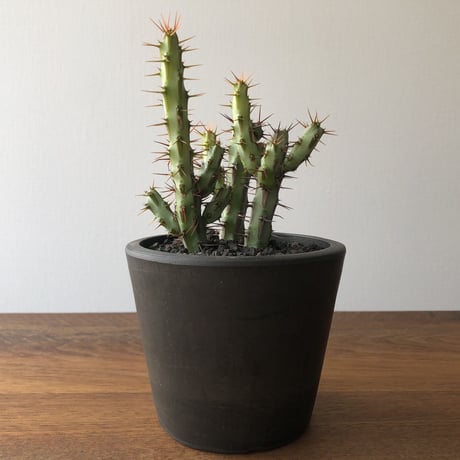 Euphorbia aeruginosa