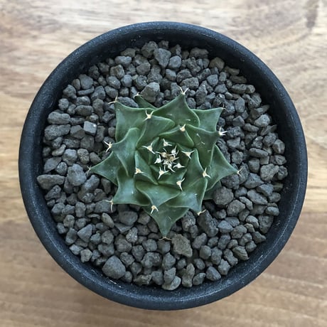 Obregonia Denegrii