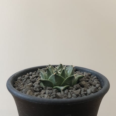 Obregonia Denegrii
