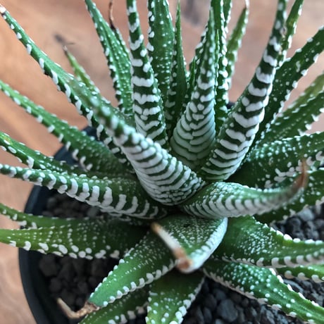 Haworthia Fasciata Wide Band