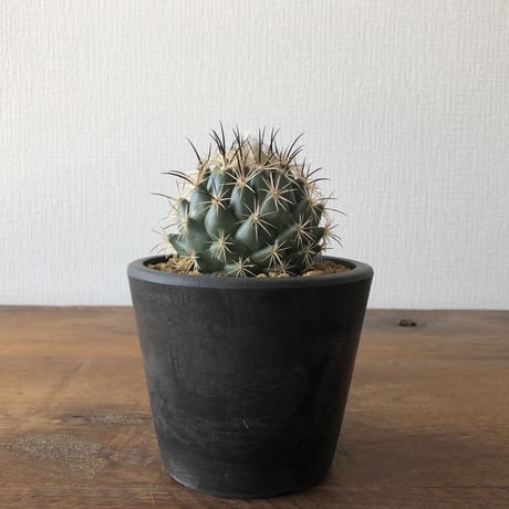 Coryphantha   cornifera