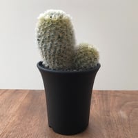 Mammillaria Carmenae