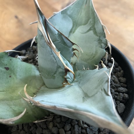 Agave Titanota White Ice