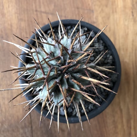 Euphorbia horrida