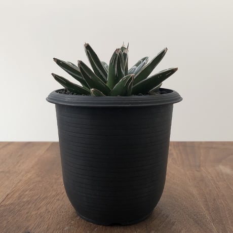 Agave Victoriae Reginae