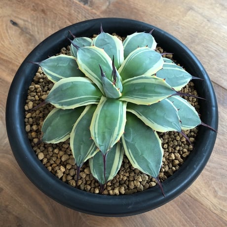 Agave Cream Spike
