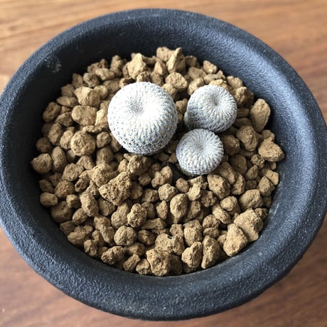 Epithelantha micromeris