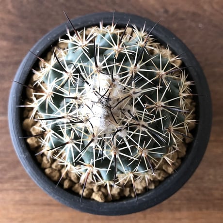 Coryphantha   cornifera