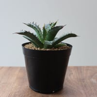 Agave Oteroi