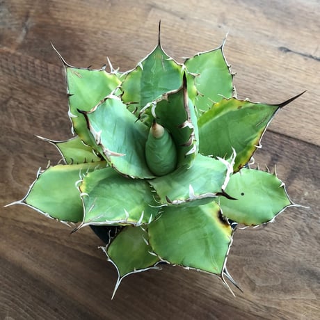 Agave Titanota