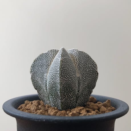 Astrophytum Myriostigma ONZUKA