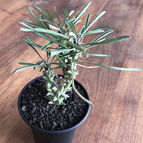 Euphorbia clandestina
