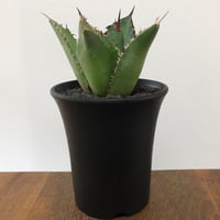 Agave Titnota
