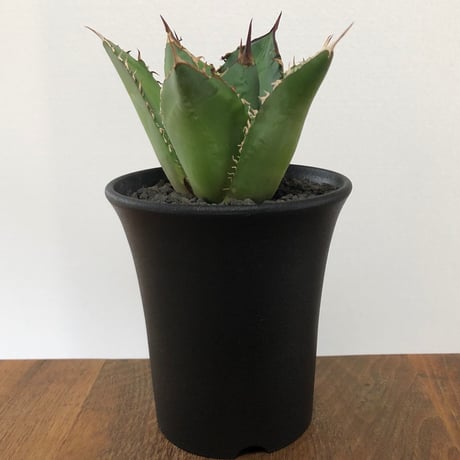 Agave Titnota
