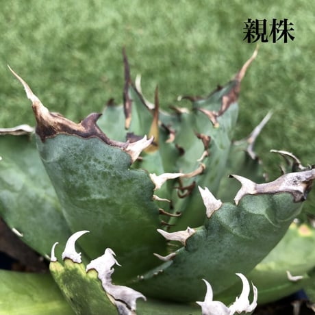 Agave Titanota Fo-076