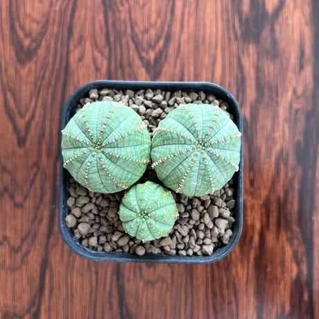 Euphorbia Obesa