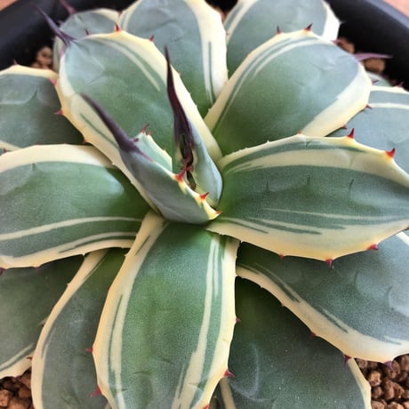 Agave Cream Spike