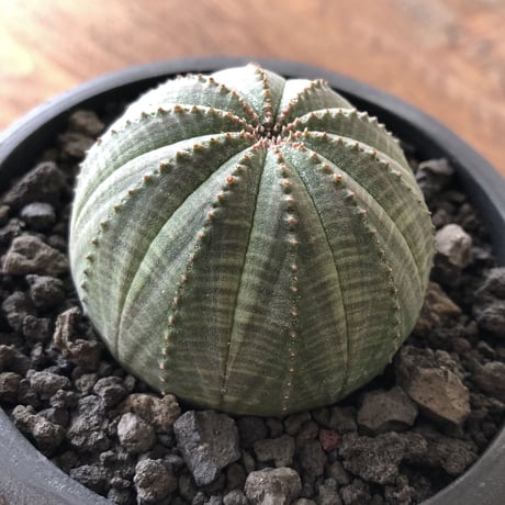 Euphorbia obesa