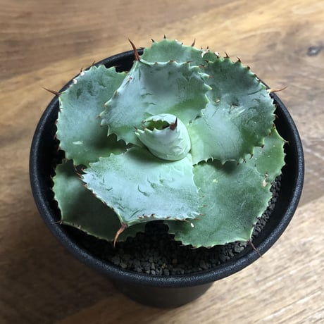 Agave Isthmensis